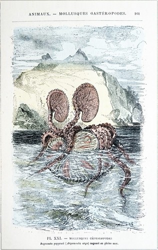 Mollusques céphalopodes - mollusques,