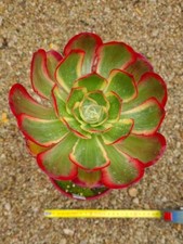 Aeonium phantom - ', '
