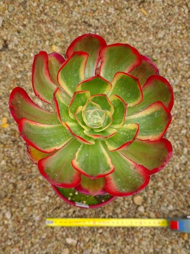 Aeonium phantom - aeonium, '