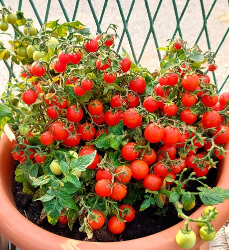 Window box red - box,
