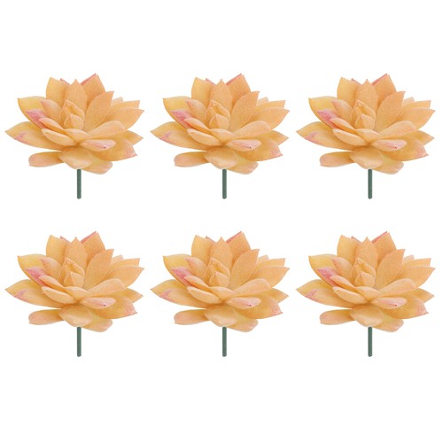 Pcs plantes succulentes - 6,