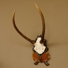 Renne Bois De Cerf Hauteur 59