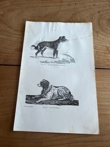 Gravure ancienne chien n53 - ancienne,