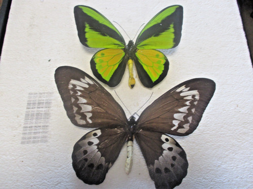 Entomologie papilionidae - entomologie,