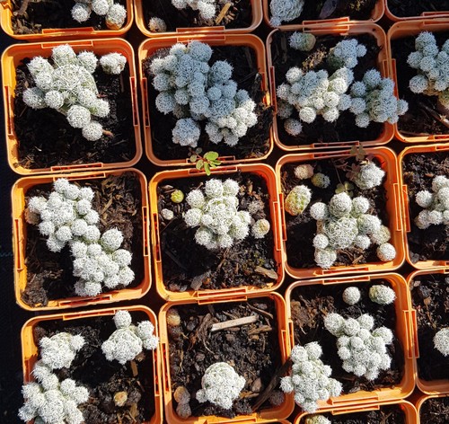 Mammillaria vetula ssp