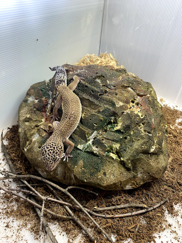 Cachette pour gecko - pour,