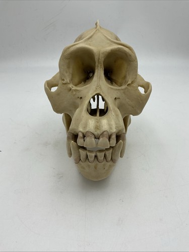 Somso zos skull a - , male
