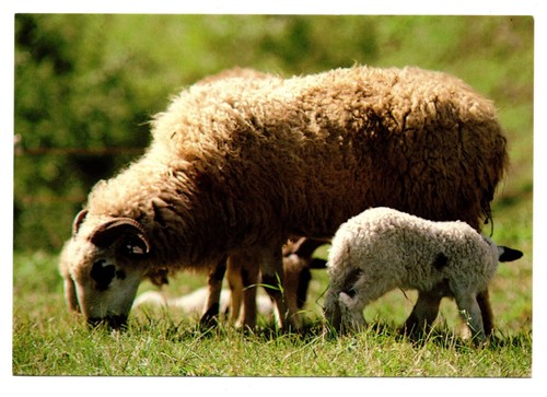 Cpm mouton brebis - cpm:,