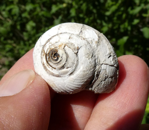 Helix ramondi bitume fossile - helix,