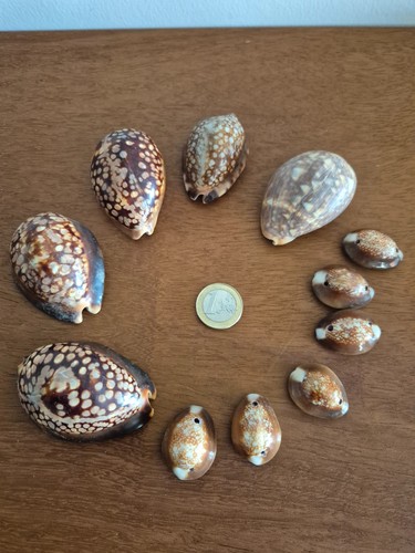 Lot coquillages tahiti - de,
