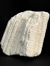 Fossile Corail Pierre