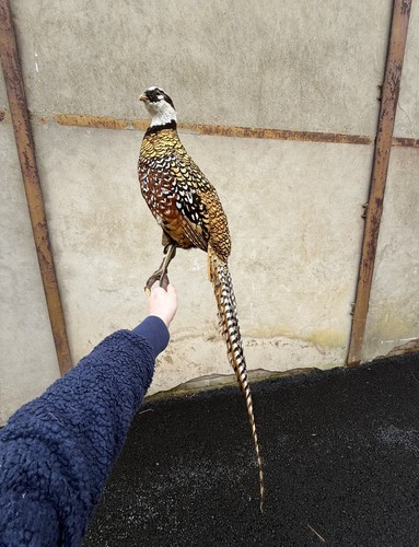 Taxidermie faisan vénèré - taxidermie,