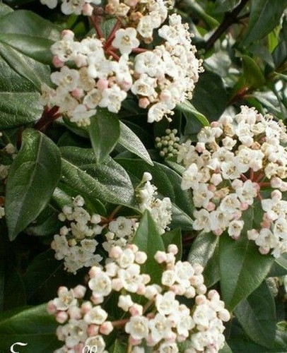 Viorne tin laurier - tin,