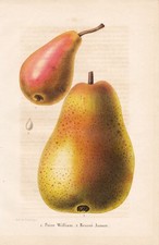 Poire William Birne Pear Fruits Pomologie Lithographie E. Morren