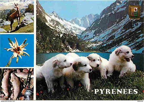 Carte postale animaux - carte,
