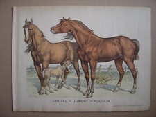 Grande image d'épinal entoilée CHEVAL JUMENT POULAIN Imagerie d'Epinal Pellerin