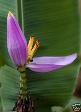 4 graines de BANANIER D' ORNEMENT(Musa Ornata)G704 SEEDS SAMEN SEMILLAS SEMENTES