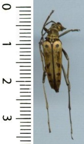 Cerambycidae leptura - cerambycidae,