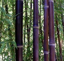BAMBOU NOIR   Phyllostachis Nigra