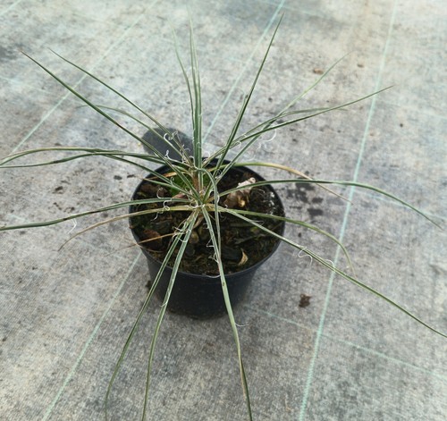 Yucca constricta conteneur - yucca,