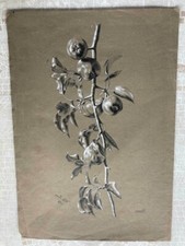  1901 RARE NATURE MORTE dessin chromolithographie POIRES by PIRSON   Américain