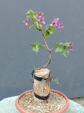 BONSAÏ BOUGAINVILLIER 35 x 10