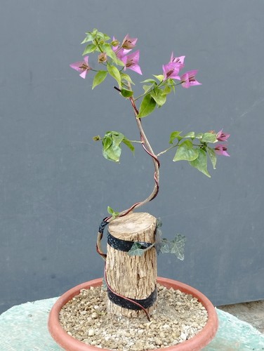 Bonsaï bougainvillier 10 - bougainvillier, 35