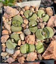 Lithops terricolor 'speckled gold' - PRICE FOR ONE OF THE PLANT ON THE PHOTO