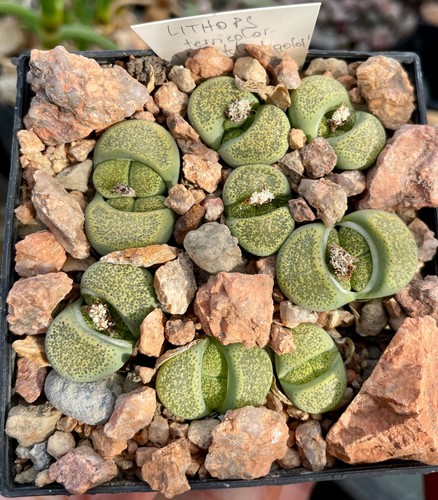 Lithops terricolor speckled - lithops,