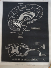 LITHO AFFICHE SCOLAIRE A. RICHARD PLANCHE ANATOMIQUE CERVEAU MEDECINE SANTE