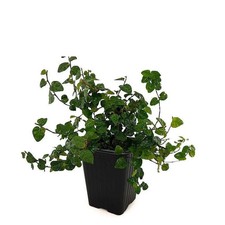 Ficus pumila - Figuier nain