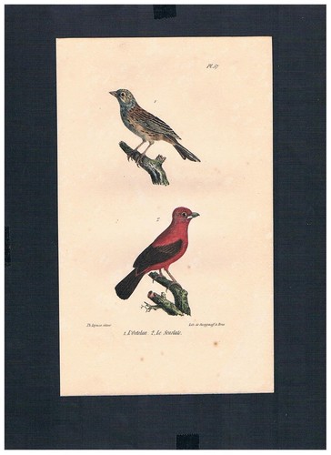 1830 tangara pourpre oiseau - tangara,