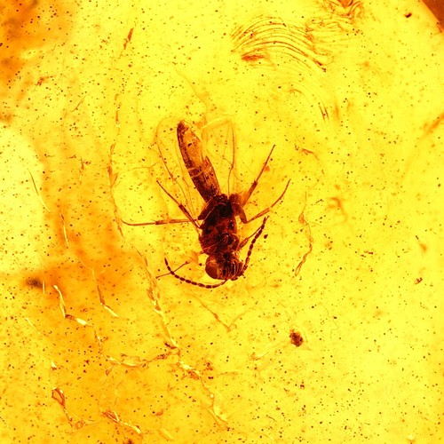 Ambre naturel avec moustiques - naturel,