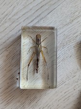 Cabinet De Curiosité -