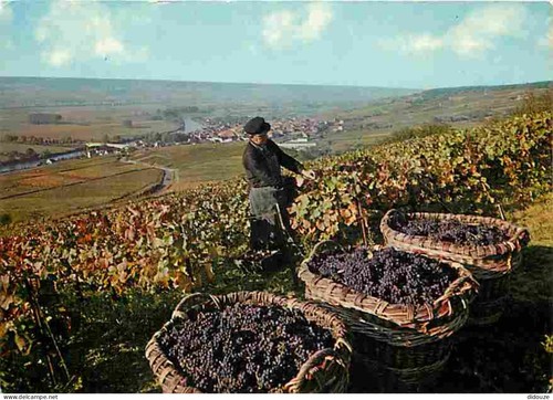 Carte postale vignes - vignes,