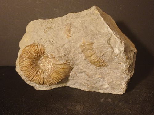 Ammonite holcodiscus fallax - ammonite,