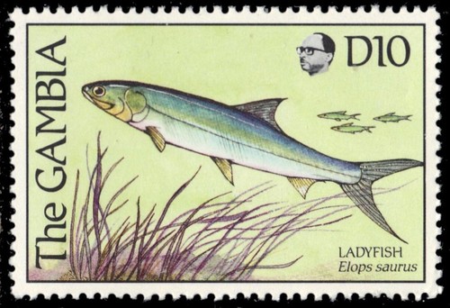 Gambia 894 ladyfish elops - 894,