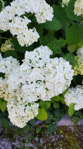 Hydrangea arborescens