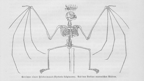 Cadre une chauve - cadre, chauve-souris