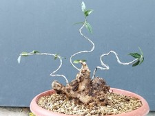 Bonsaï olivier 28 x 20 cm en