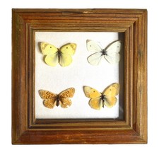 Cadre Papillons taxidermie, Colias, Melitaea, Pieris, Insectes Du Jardin,Vintage