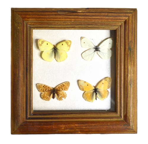 Cadre papillons taxidermie - cadre,