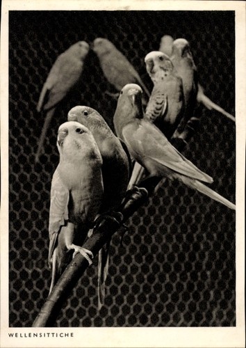 Postcard animals group of - group,