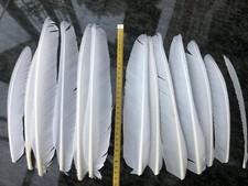 Plumes Paon Blanc 30 cm . Oie / Rémige