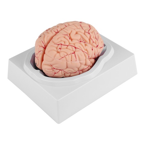 Cerveau humain modèle - cerveau, humain,