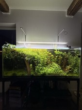 lot 20 plantes aquarium