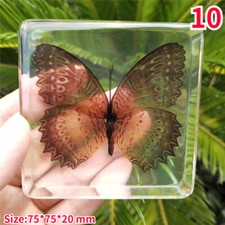 Creative Insecte Résine