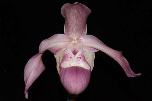 Phragmipedium quintal rewards - phragmipedium,