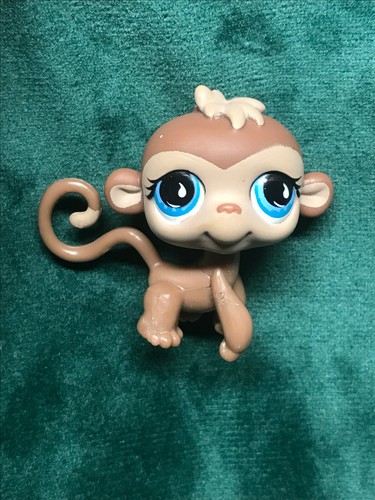 🌺Petshop singe araignée