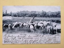 CPA TABLE d'HÔTE Moutons